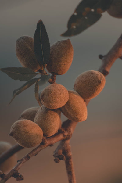 Prunus Dulcis
