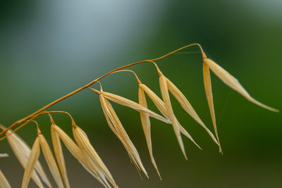 Avena Sativa